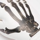 Leone  X IUTER GNTIA PuGAXIAS -white